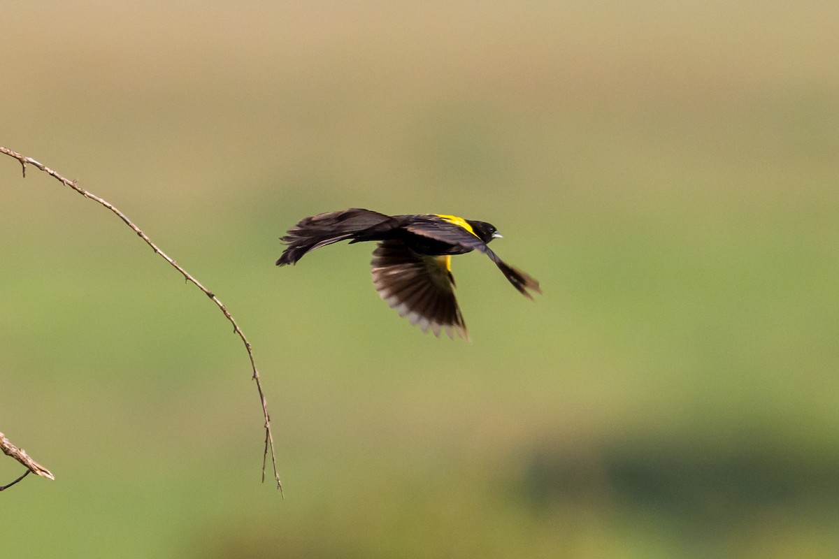 Yellow-mantled Widowbird - ML642299492