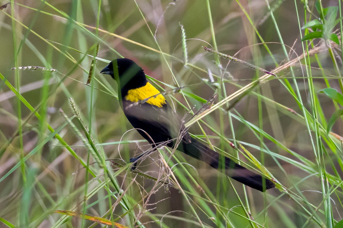 Yellow-mantled Widowbird - ML642299494