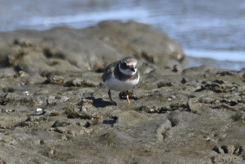 Common Ringed Plover - ML642299530