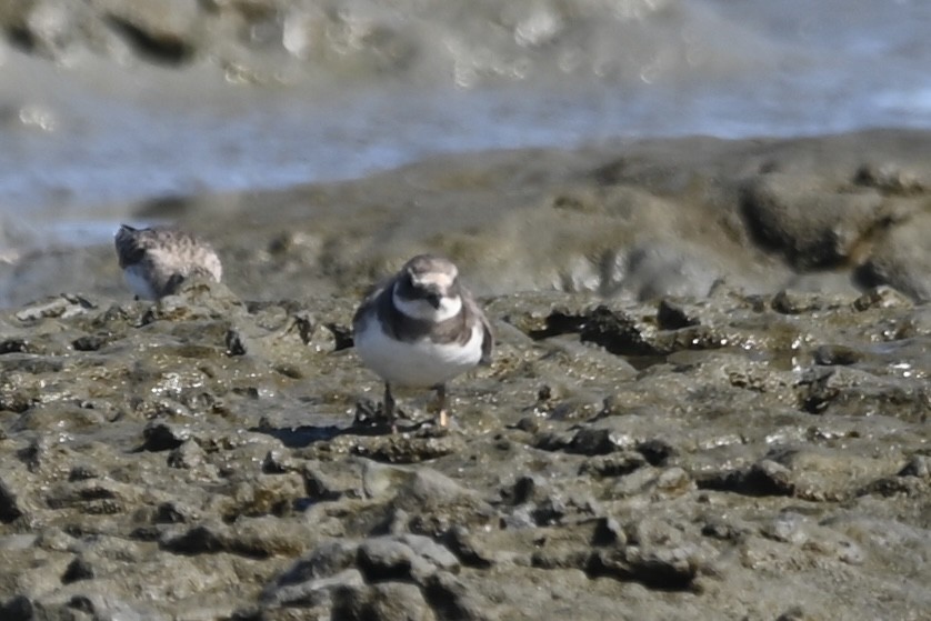Common Ringed Plover - ML642299531