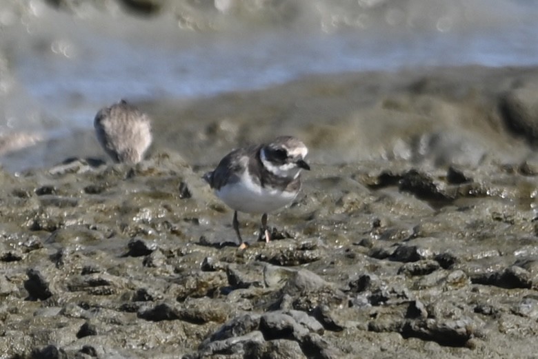 Common Ringed Plover - ML642299532
