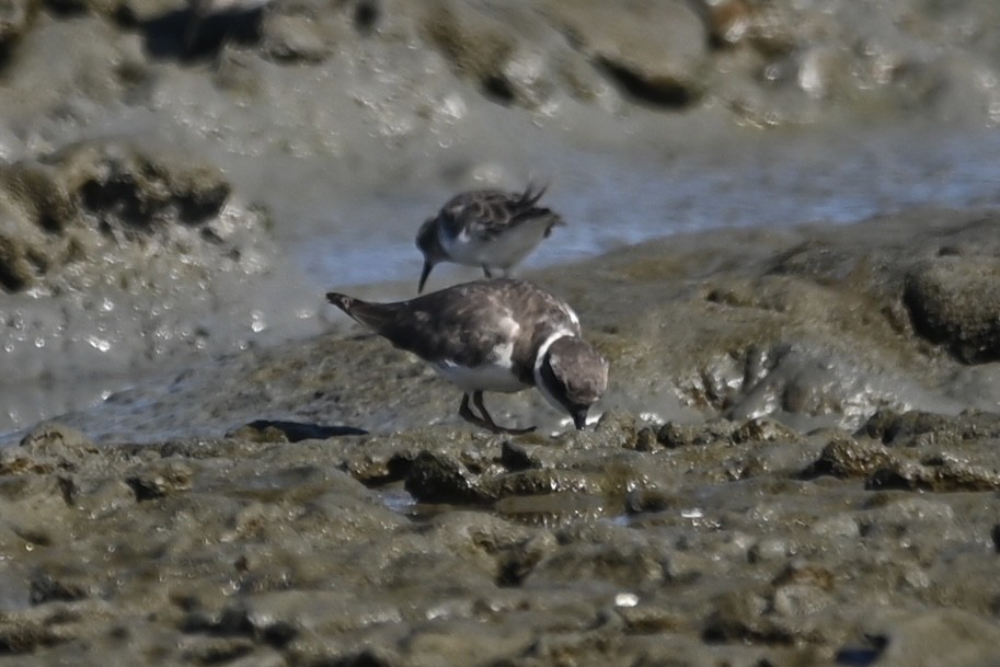 Common Ringed Plover - ML642299533