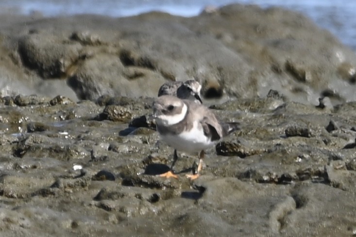 Common Ringed Plover - ML642299534