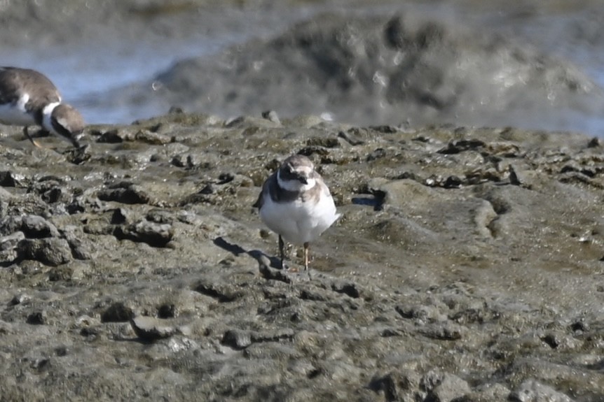 Common Ringed Plover - ML642299535