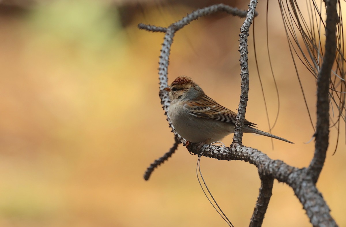 Chipping Sparrow - ML642299543