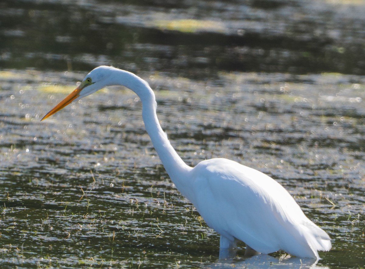 Great Egret - ML642299545