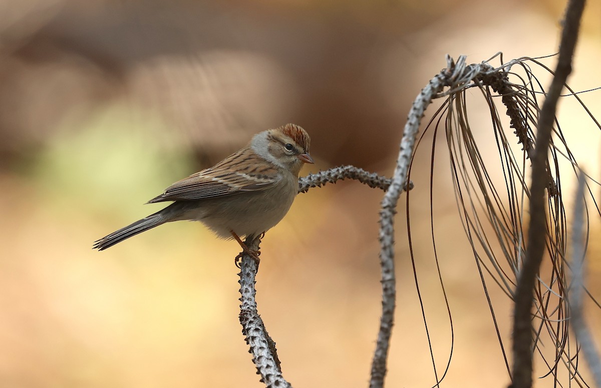 Chipping Sparrow - ML642299568