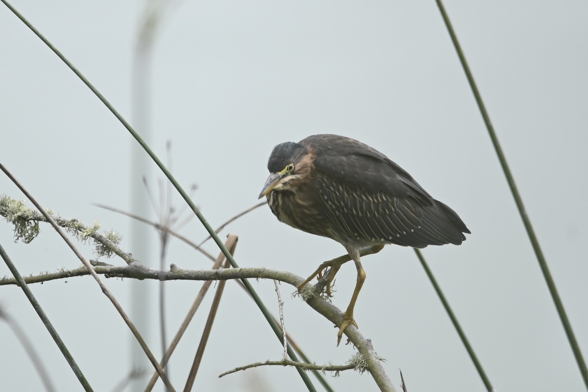 Green Heron - ML642299571