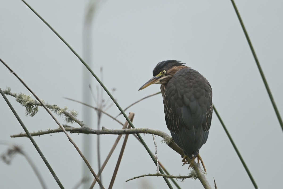 Green Heron - ML642299572