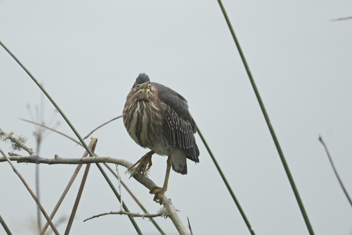 Green Heron - ML642299573