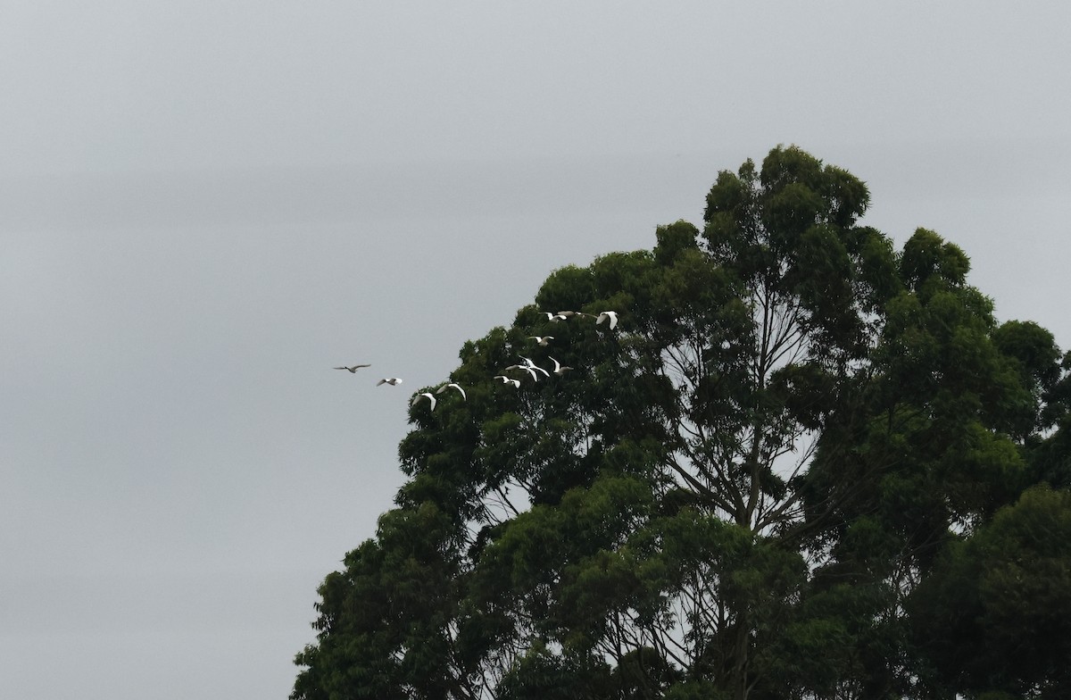 Western Cattle-Egret - ML642299585