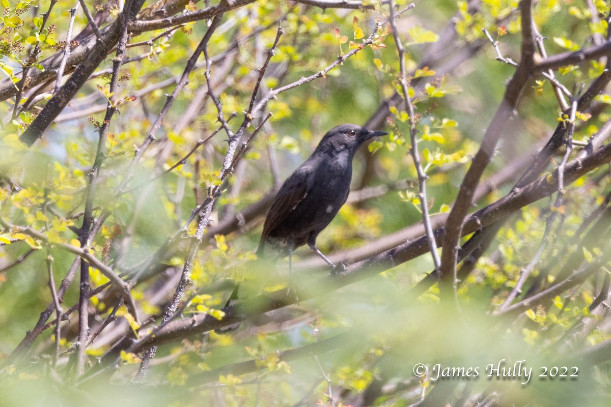 Black Scrub-Robin - ML642299586