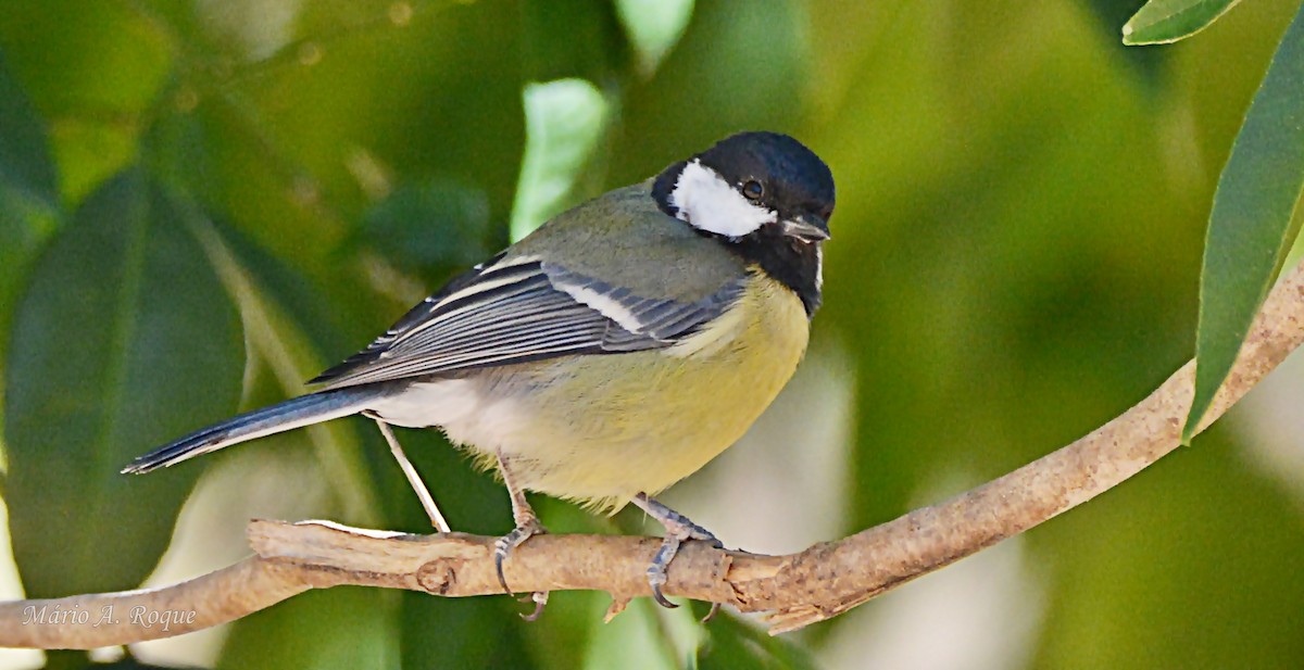Great Tit - ML642299587