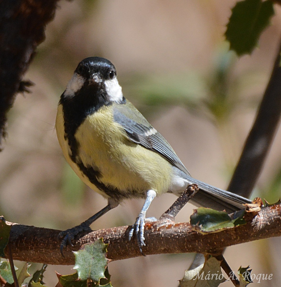 Great Tit - ML642299588