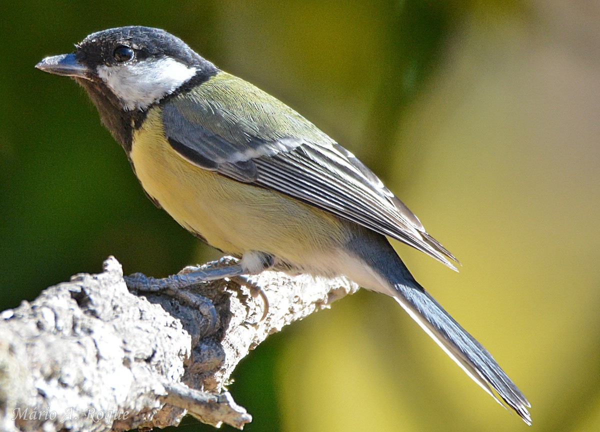 Great Tit - ML642299589
