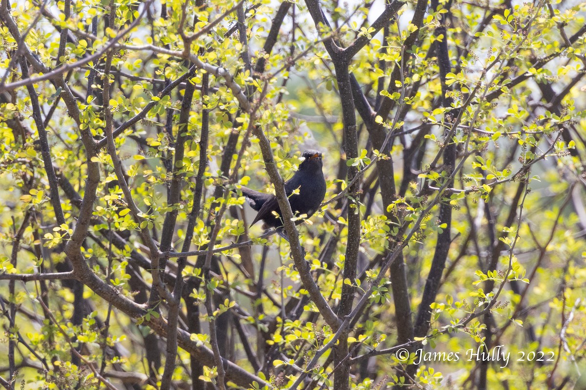 Black Scrub-Robin - ML642299591