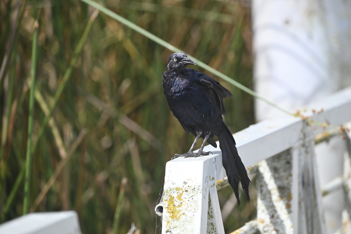Great-tailed Grackle - ML642299592