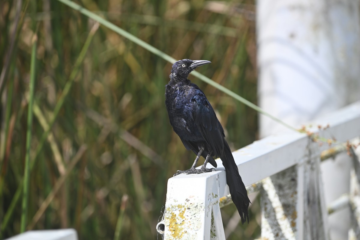 Great-tailed Grackle - ML642299593