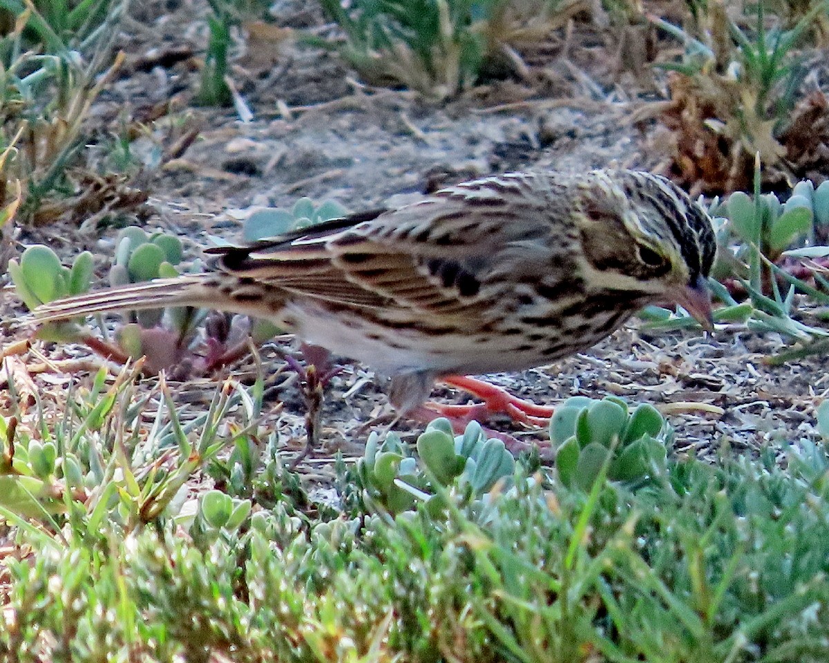 Savannah Sparrow - ML642299594