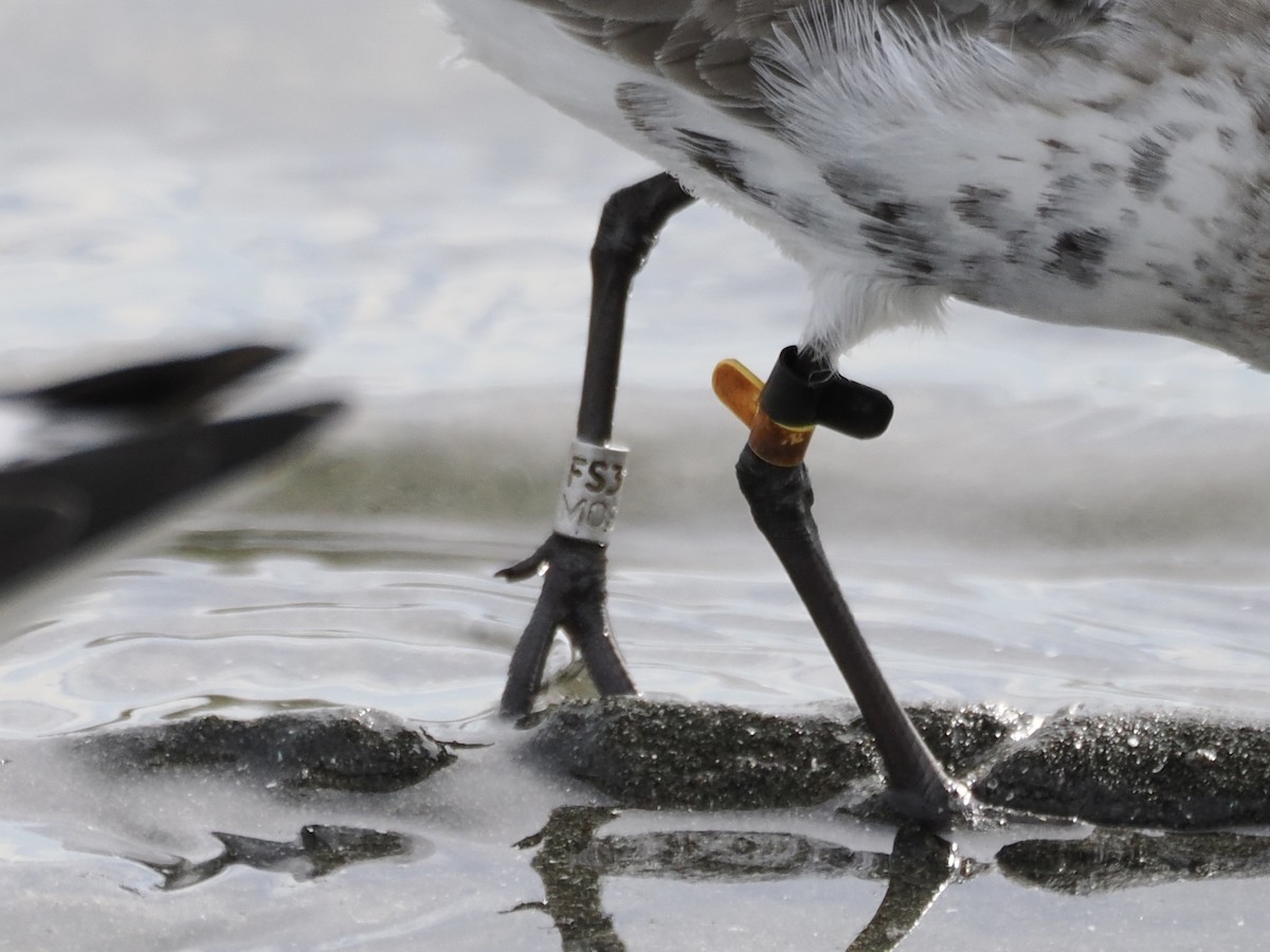 Dunlin - ML642299595