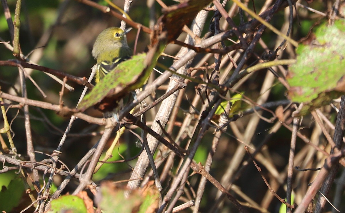 White-eyed Vireo - ML642299596