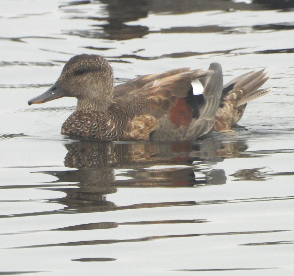 Gadwall - ML642299597