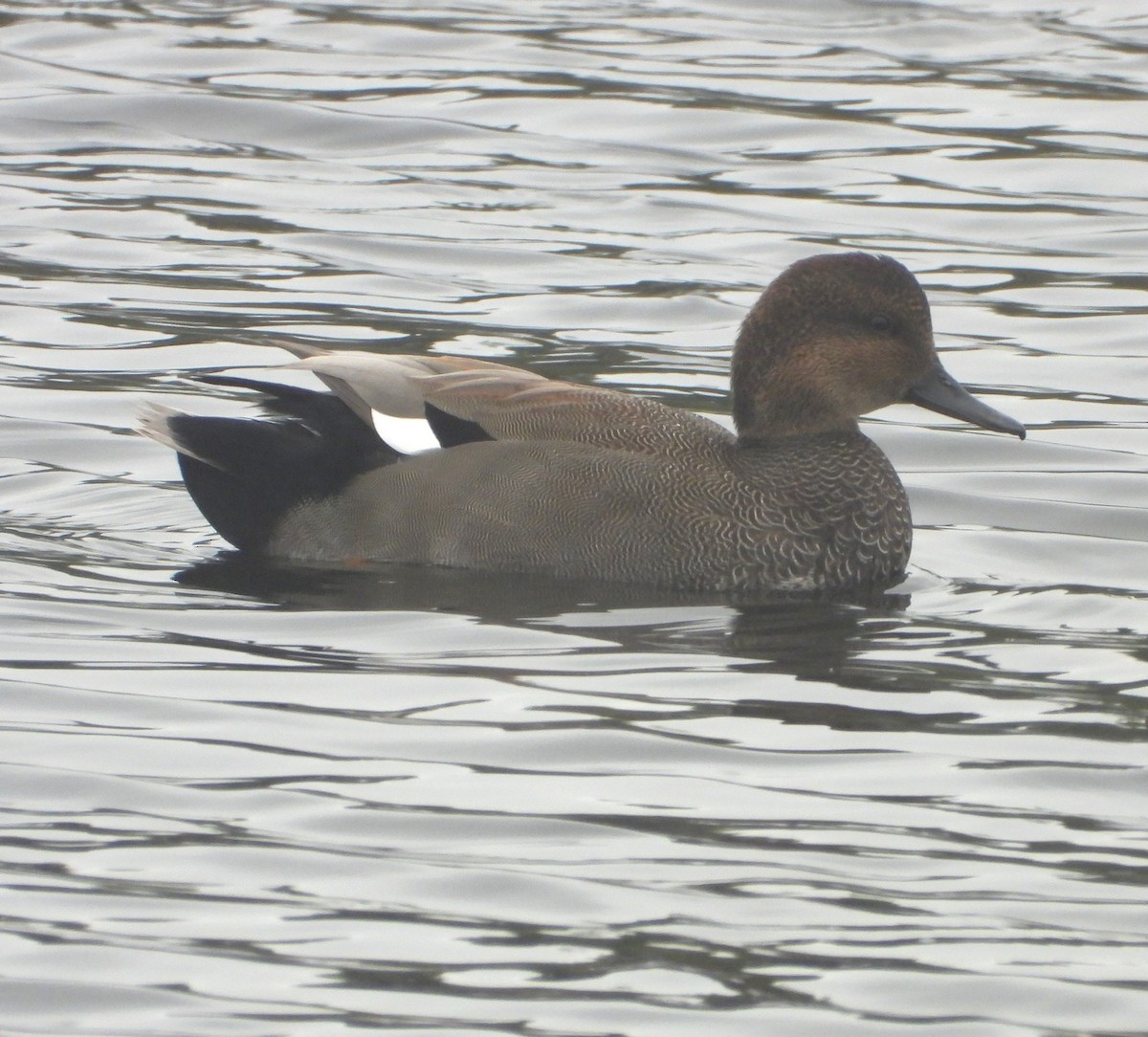 Gadwall - ML642299598