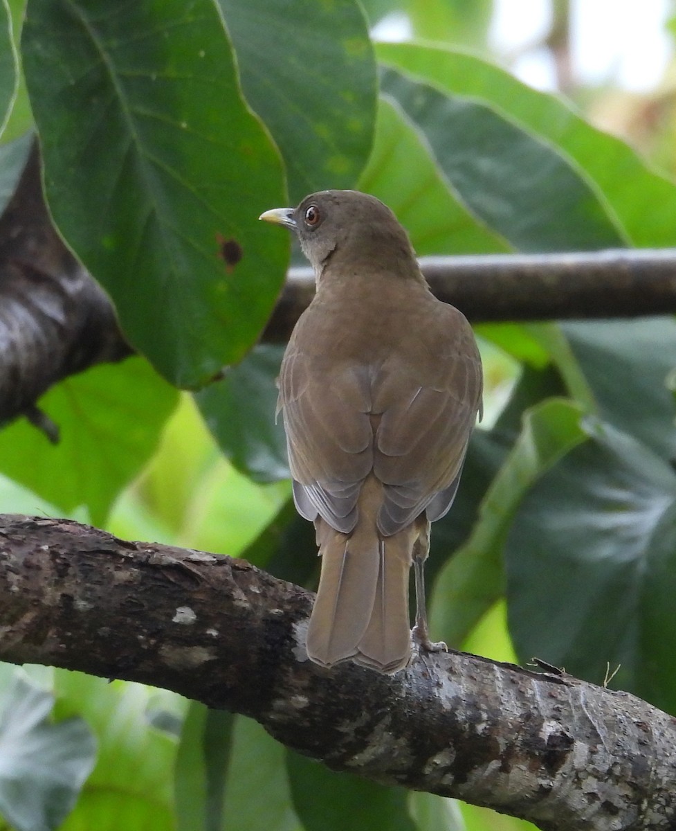 Clay-colored Thrush - ML642299599