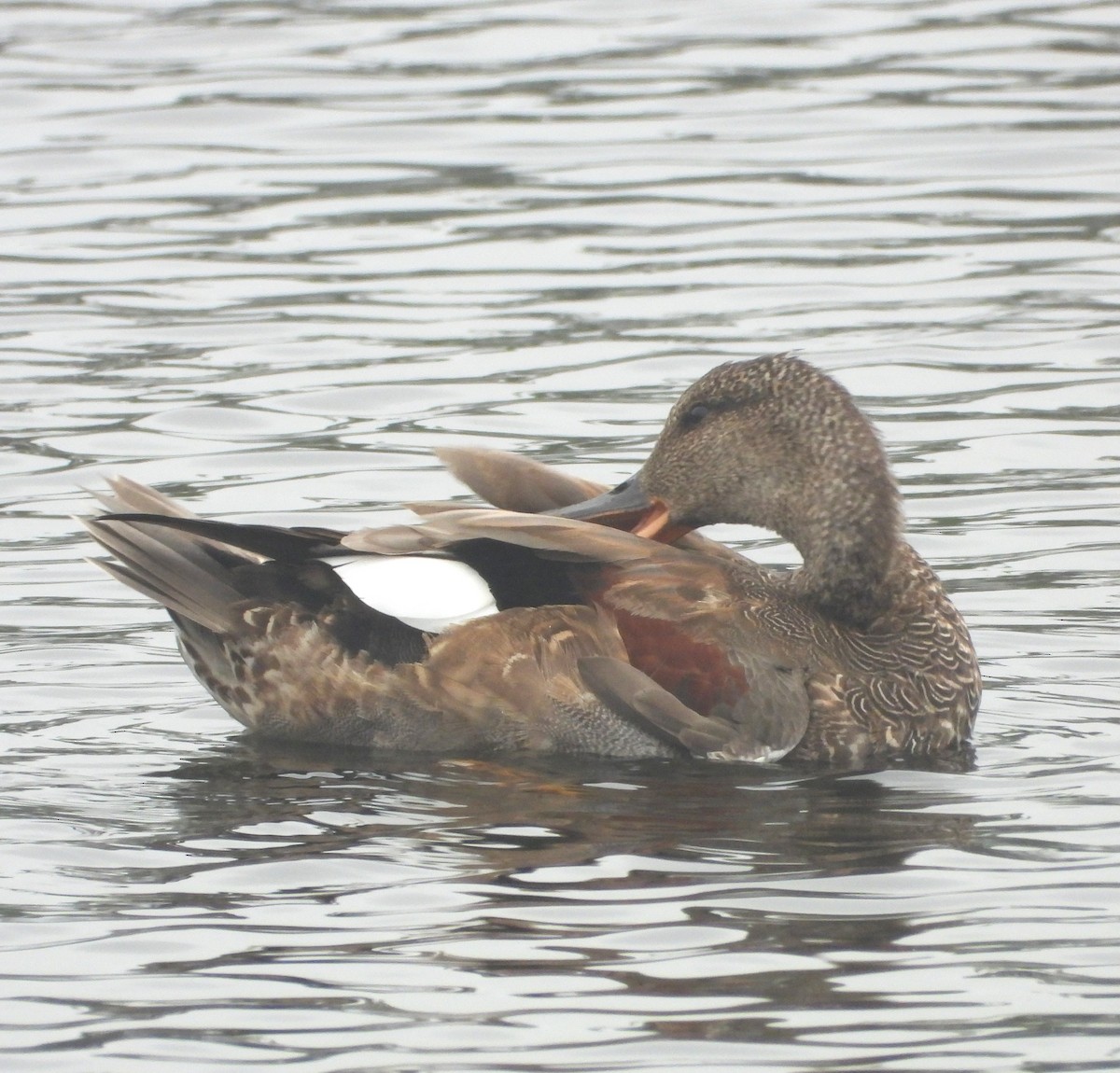 Gadwall - ML642299600