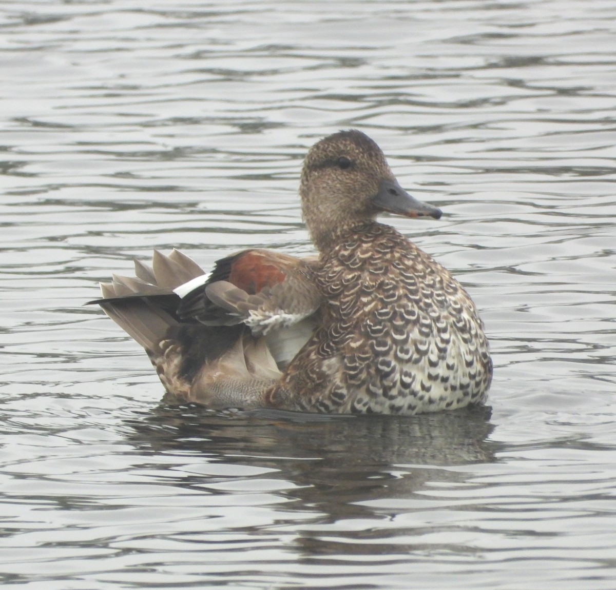 Gadwall - ML642299601
