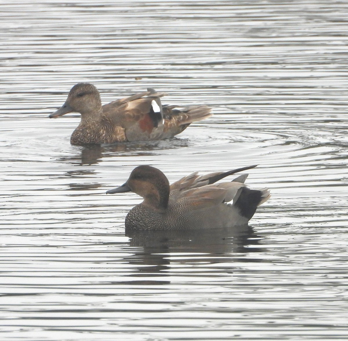 Gadwall - ML642299602
