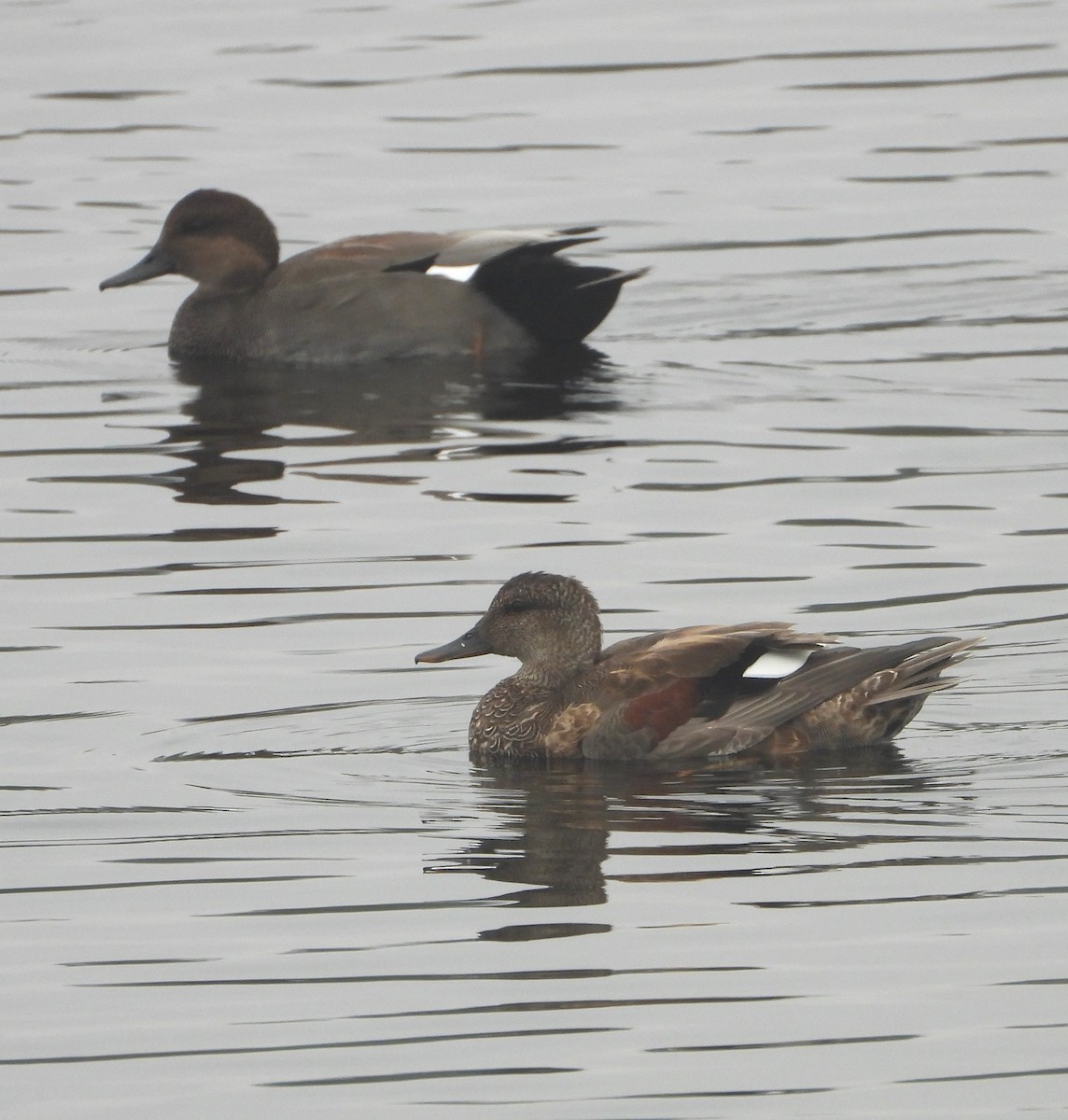 Gadwall - ML642299603