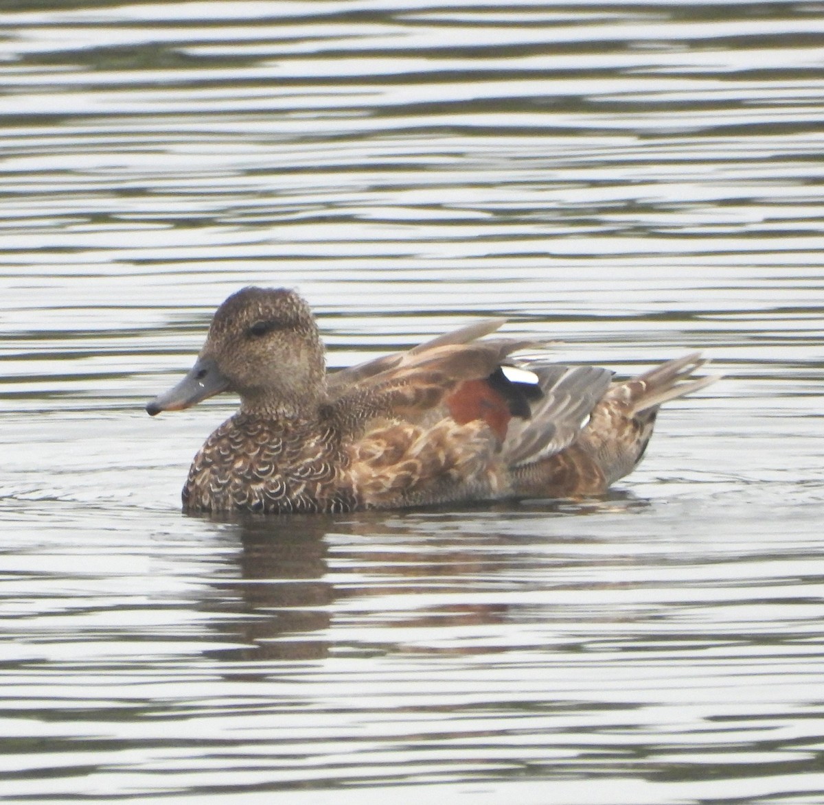 Gadwall - ML642299604