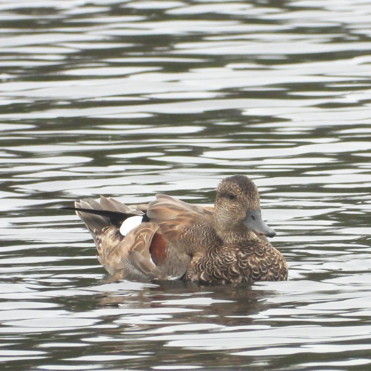 Gadwall - ML642299605
