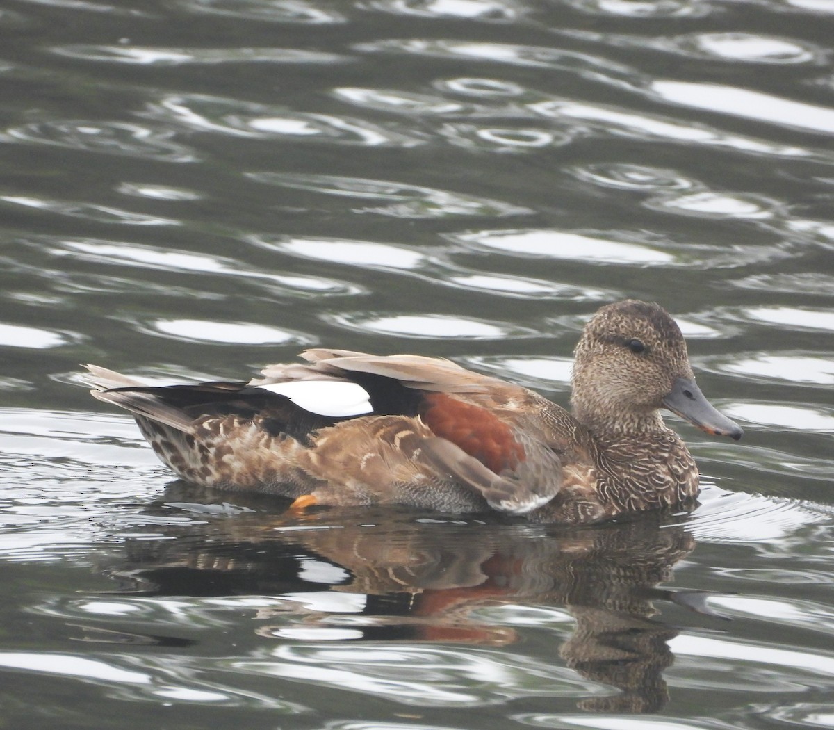 Gadwall - ML642299606