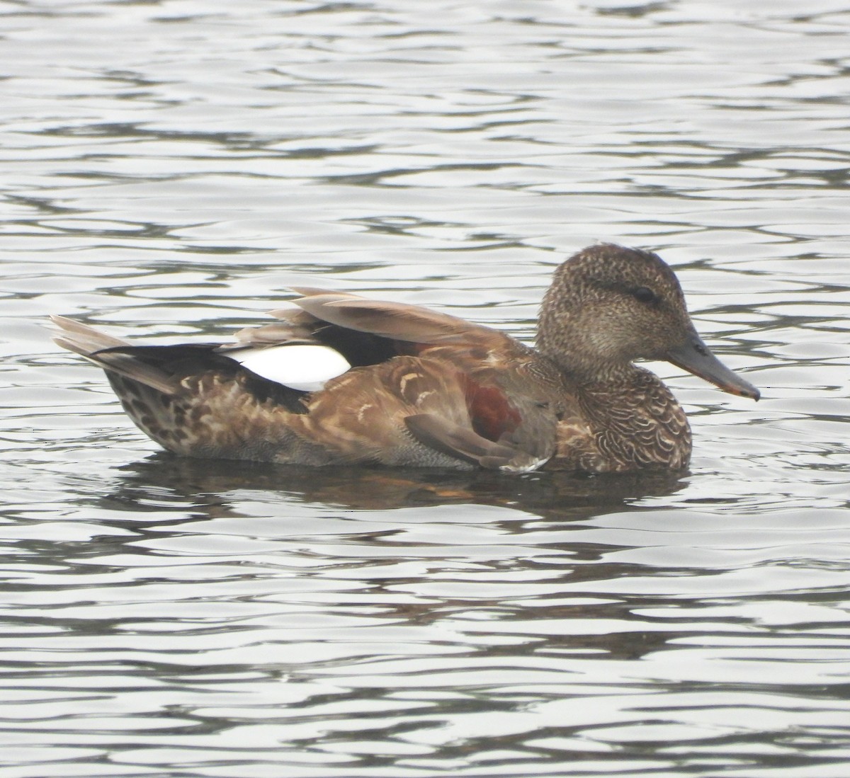 Gadwall - ML642299607