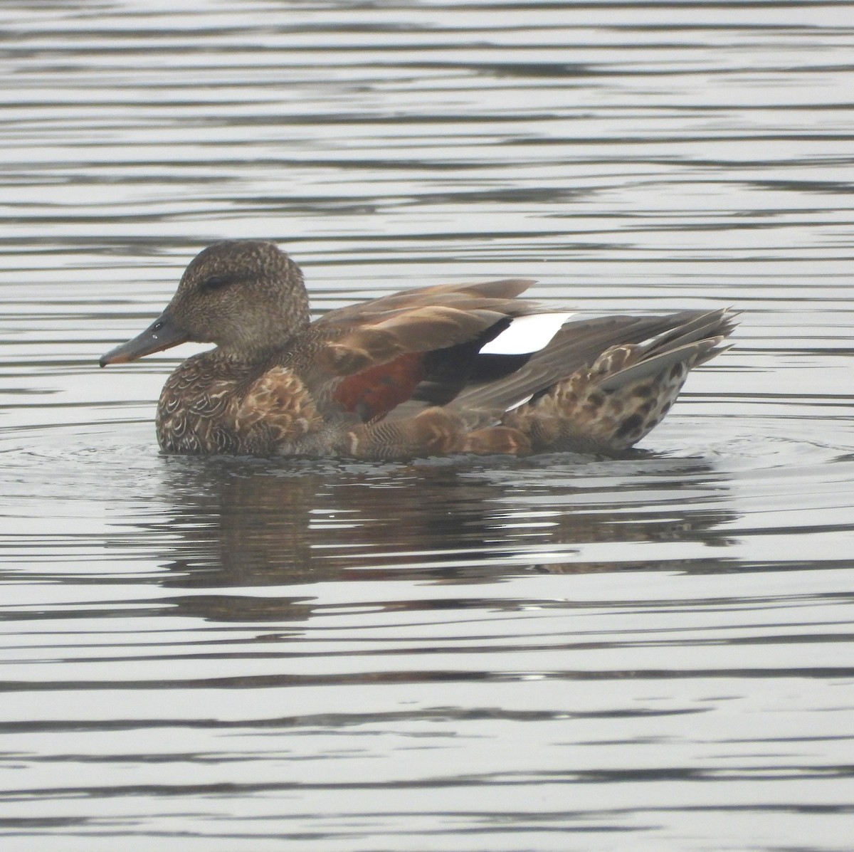 Gadwall - ML642299608