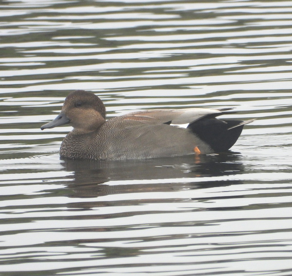 Gadwall - ML642299609