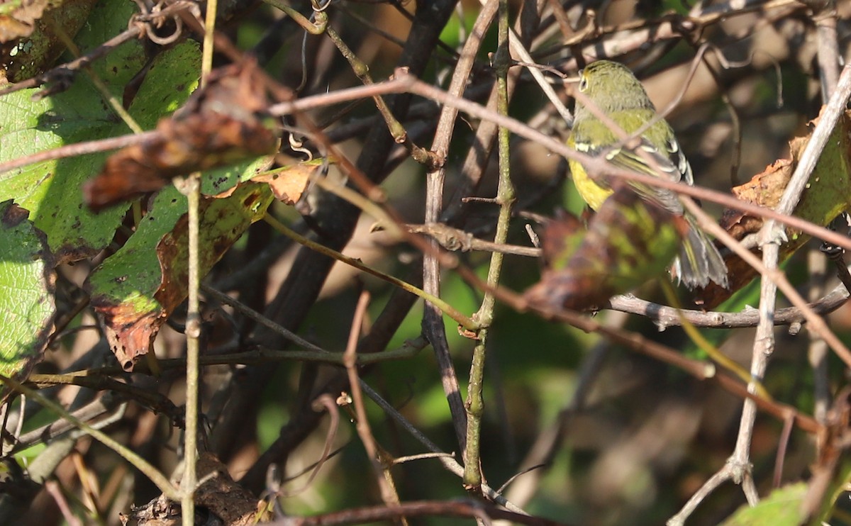 White-eyed Vireo - ML642299610