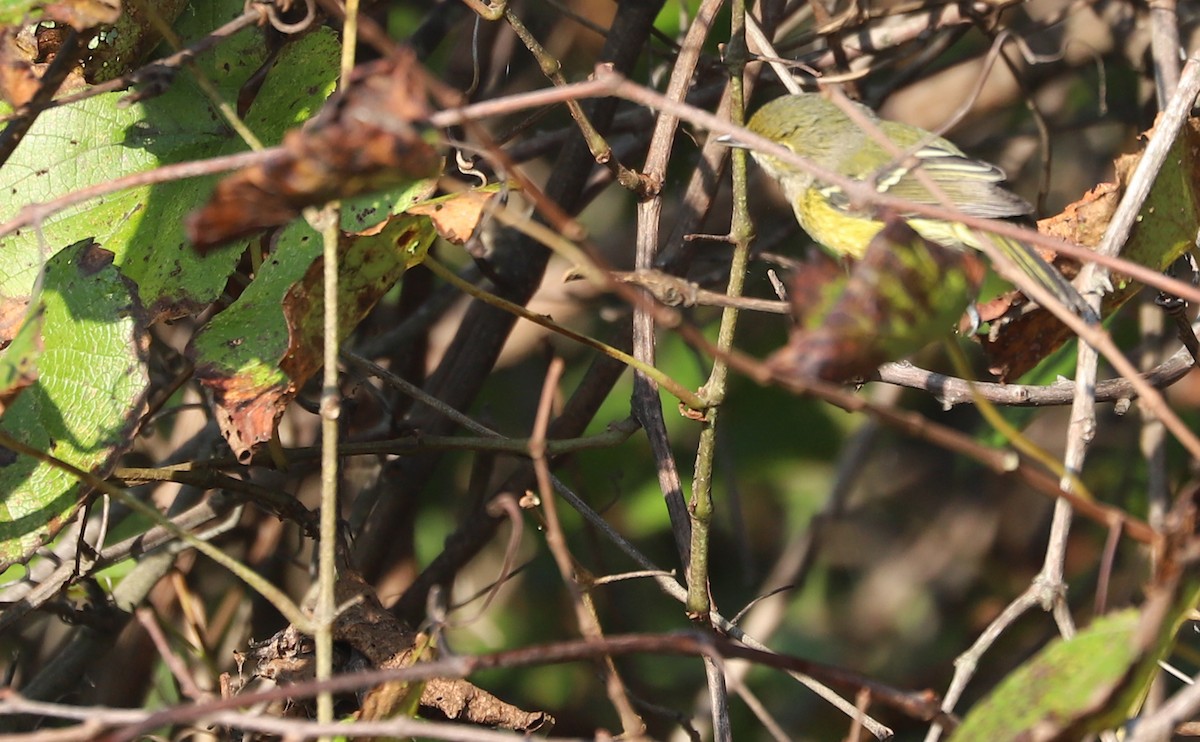 White-eyed Vireo - ML642299611