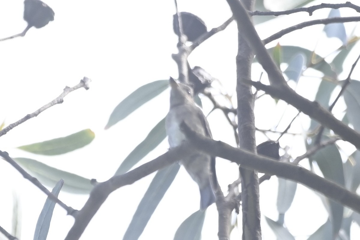 Olive-sided Flycatcher - ML642299613