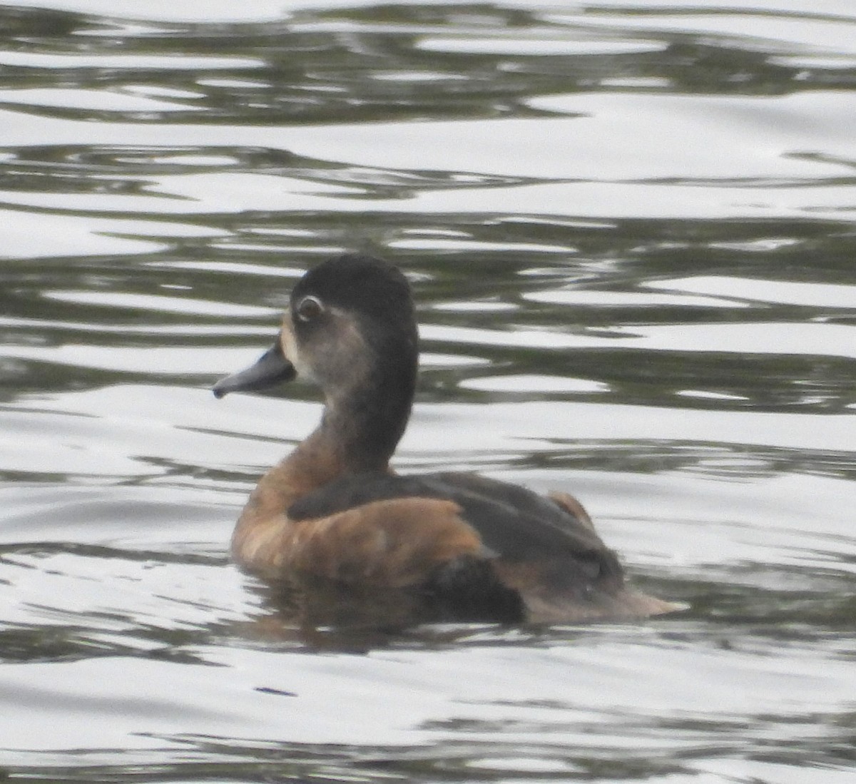 Ring-necked Duck - ML642299616