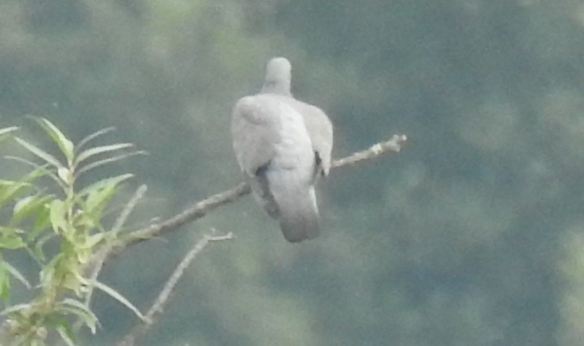 pigeon/dove sp. - ML642299622