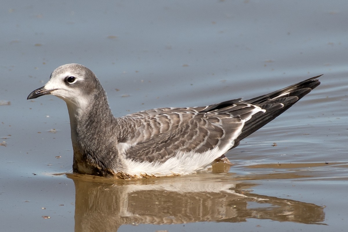 Sabine's Gull - ML642299650