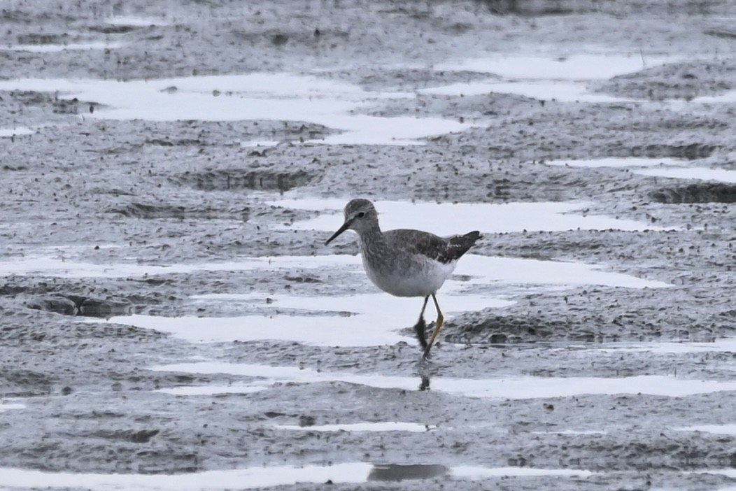 Lesser Yellowlegs - ML642299652