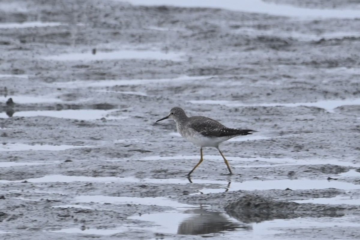 Lesser Yellowlegs - ML642299653