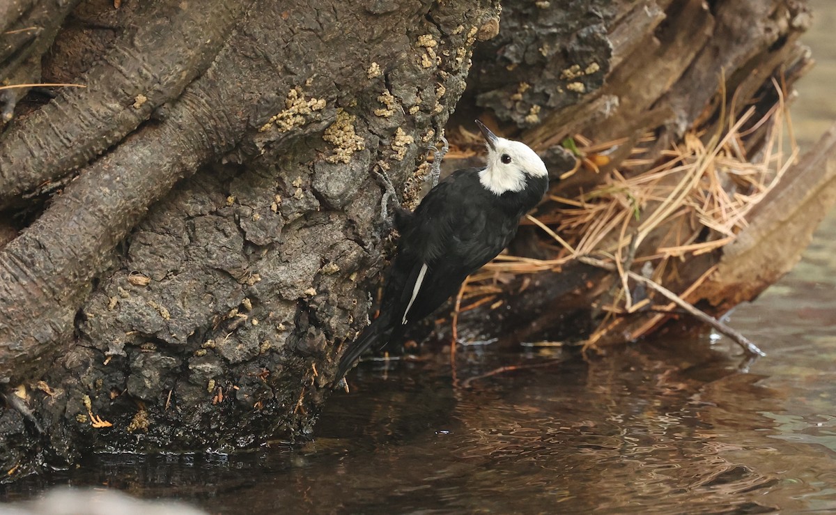 White-headed Woodpecker - ML642299658