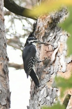 Black-backed Woodpecker - ML642299662