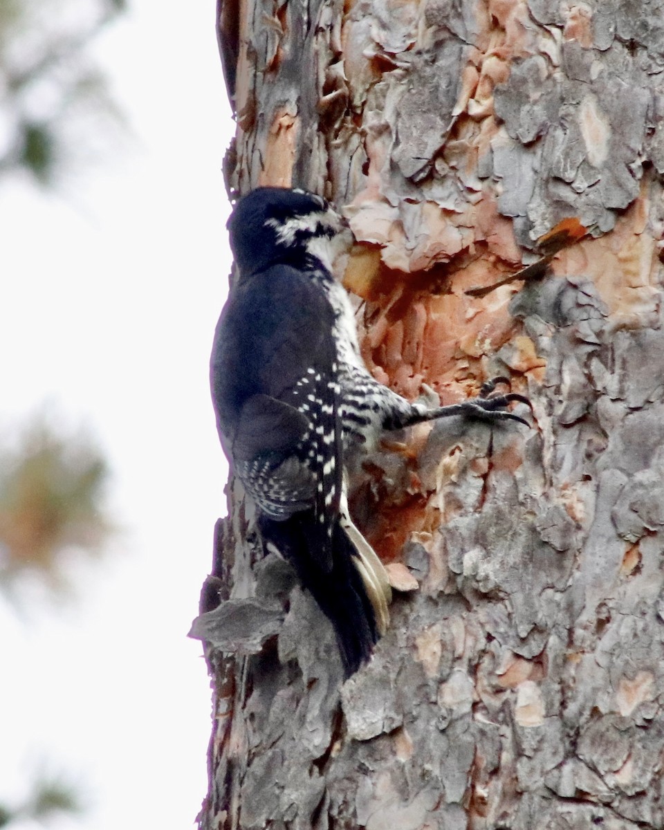 Black-backed Woodpecker - ML642299663