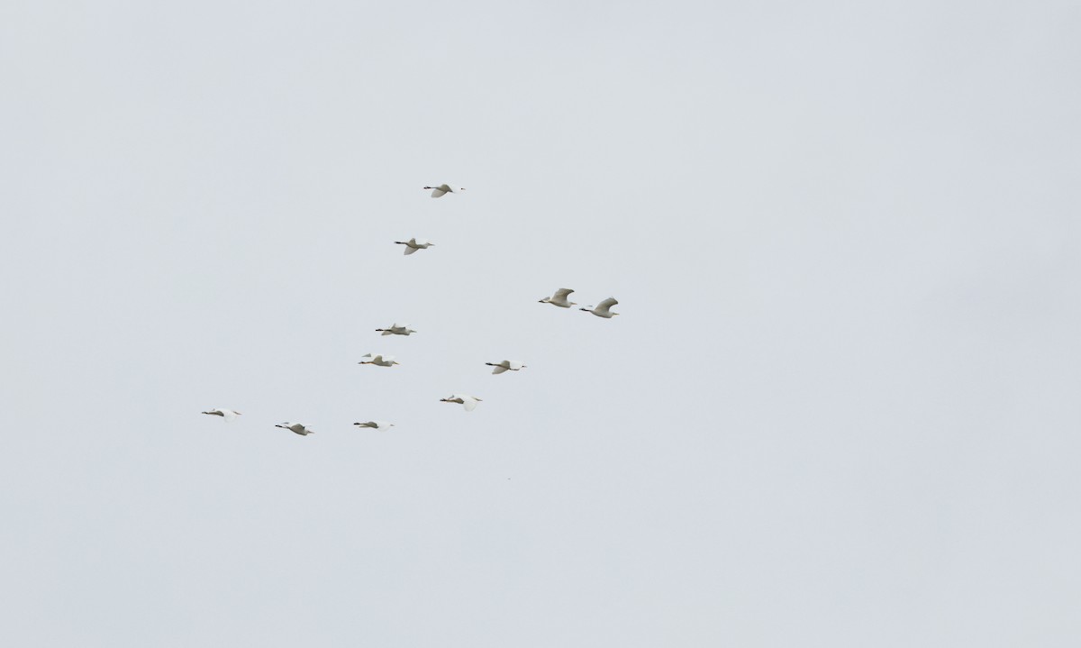 Western Cattle-Egret - ML642299665